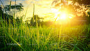 Lush Green Field Bathed in Golden Sunset Light