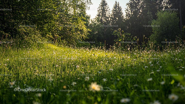 Sunlit Meadow at Forest Edge with Wildflowers