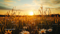 Golden Sunset Over a Meadow with Daisies in Bloom