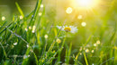 Daisy in Sunlit Dewy Morning Meadow
