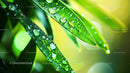 Dewdrops on Vibrant Green Leaves in Sunlight