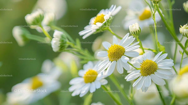 Beautiful White Daisies in Full Bloom
