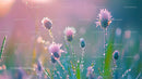 Pink Wildflowers with Dew Drops in Serene Morning Light