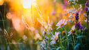 Wildflowers in Sunlit Meadow at Golden Hour