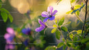 Sunlit Purple Flowers in a Tranquil Garden Setting