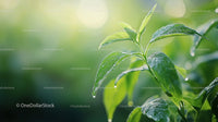 Vibrant Green Leaves with Morning Dew in Sunlight