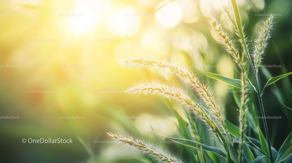 Sunlit Grass with Golden Morning Light
