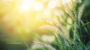 Sunlit Grass with Golden Morning Light