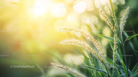 Sunlit Grass with Golden Morning Light
