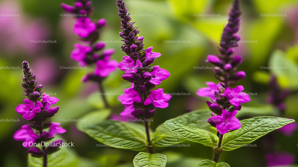 Purple Salvia Flowers in Lush Green Garden Setting