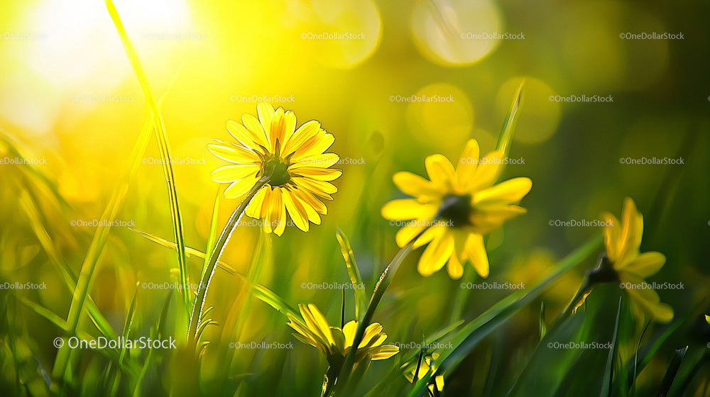 Yellow Wildflowers Illuminated by Warm Sunlight in Meadow