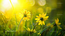 Yellow Wildflowers Illuminated by Warm Sunlight in Meadow