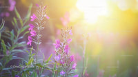 Blooming Pink Wildflowers in Soft Morning Light
