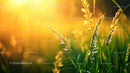 Golden Sunlight Illuminating Grass Blades at Sunset
