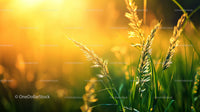 Golden Sunlight Illuminating Grass Blades at Sunset
