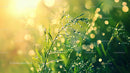 Dew-Covered Grass Blades in Morning Sunshine