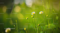 Charming Daisies Blooming in a Verdant Meadow