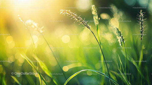 Nasłoneczniona Łąka z Żywo Zieloną Trawą i Efektem Bokeh w Tle