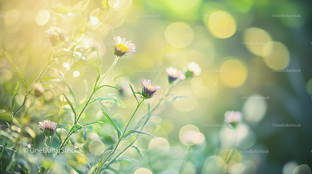 Wildflowers Blooming in Sunlit Garden with Bokeh Background