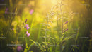 Sunlit Wildflowers Blooming in a Serene Summer Meadow