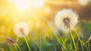 Dandelion Blossom Swaying in Sunlit Meadow