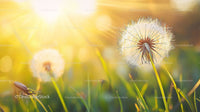 Dandelion Blossom Swaying in Sunlit Meadow