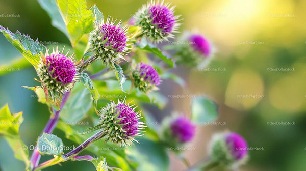 Vibrant Purple Thistle Flowers in Full Bloom