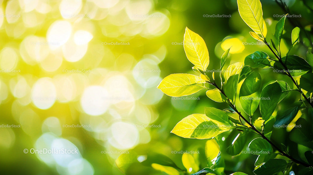 Oświetlone słońcem zielone liście na żywym tle bokeh