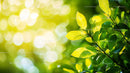 Sunlit Green Leaves with a Vibrant Bokeh Background