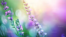 Vibrant Lavender Blossoms in Sunlit Garden