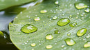 Water Droplets on Vibrant Green Leaf in Close-Up View