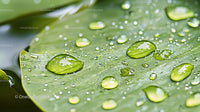 Water Droplets on Vibrant Green Leaf in Close-Up View