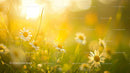 Sunlit Daisies in a Vibrant Summer Meadow