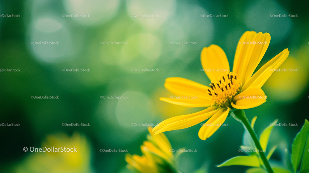 Yellow Flower with Green Background Close-Up