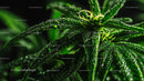 Vibrant Cannabis Leaves with Dew Droplets
