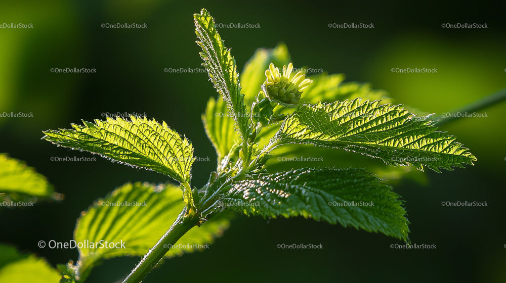 Close-Up of Vibrant Green Leaves in Spring Garden