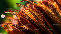 Close-Up of Dew-Kissed Petals in Morning Light