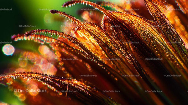 Close-Up of Dew-Kissed Petals in Morning Light