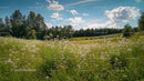 Idyllic Summer Meadow with Wildflowers under Blue Sky
