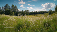 Idyllic Summer Meadow with Wildflowers under Blue Sky