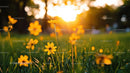 Yellow Flowers in Sunlit Meadow During Golden Hour