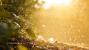 Sunlit Garden with Raindrops and Lush Green Plants