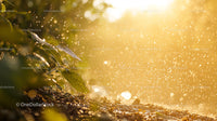 Sunlit Garden with Raindrops and Lush Green Plants