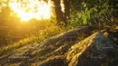 Golden Sunlight Illuminating Forest Ground at Sunrise
