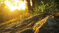 Golden Sunlight Illuminating Forest Ground at Sunrise