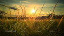 Golden Sunset Over a Serene Field of Tall Grass