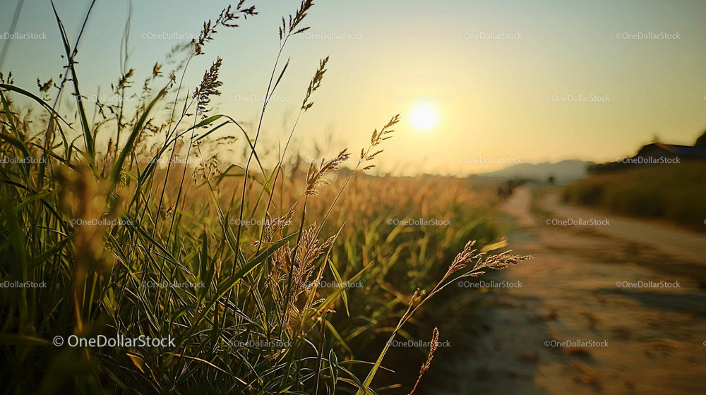 Golden Sunset Over Serene Grass Field