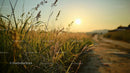 Golden Sunset Over Serene Grass Field