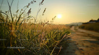 Golden Sunset Over Serene Grass Field