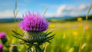 Purple Thistle Bloom in Vibrant Summer Meadow